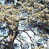 Juniperus virginiana 'Glauca', habit
