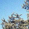 Juniperus virginiana 'Glauca', habit