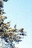 Juniperus virginiana 'Glauca', habit