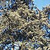 Juniperus virginiana 'Glauca', habit