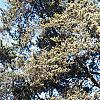 Juniperus virginiana 'Glauca', habit