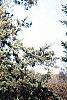 Juniperus virginiana 'Glauca', habit