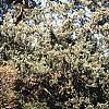 Juniperus virginiana 'Glauca', habit