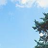 Juniperus virginiana 'Glauca', habit
