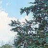 Juniperus virginiana 'Glauca', habit