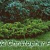 Juniperus virginiana 'Glauca', habit