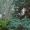 Juniperus virginiana 'Glauca', habit