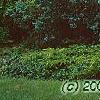 Juniperus virginiana 'Glauca', habit