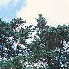 Juniperus virginiana 'Glauca', habit