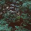 Juniperus virginiana 'Glauca', habit