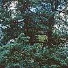 Juniperus virginiana 'Glauca', habit