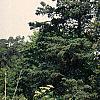 Juniperus virginiana 'Hillii', habit