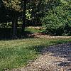 Juniperus virginiana 'Hillii', habit