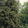 Juniperus virginiana 'Hillii', habit
