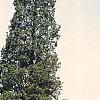 Juniperus virginiana 'Hillii', habit
