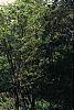 Juniperus virginiana 'Hillii', habit