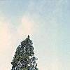 Juniperus virginiana 'Hillii', habit