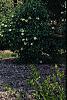 Juniperus virginiana 'Hillii', habit