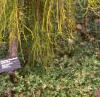 Thuja occidentalis 'Filiformis', habit