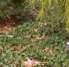 Thuja occidentalis 'Filiformis', habit