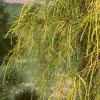 Thuja occidentalis 'Filiformis', habit