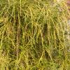 Thuja occidentalis 'Filiformis', habit