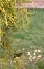 Thuja occidentalis 'Filiformis', habit