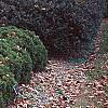 Thuja occidentalis 'Hetz Midget', habit