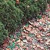 Thuja occidentalis 'Hetz Midget', habit