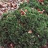 Thuja occidentalis 'Hetz Midget', habit