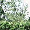 Thuja occidentalis 'Holmstrup', habit