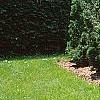Thuja occidentalis 'Holmstrup', habit