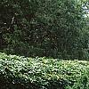 Thuja occidentalis 'Holmstrup', habit