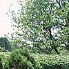 Thuja occidentalis 'Holmstrup', habit