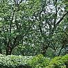 Thuja occidentalis 'Holmstrup', habit