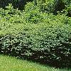 Thuja occidentalis 'Holmstrup', habit