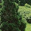 Thuja occidentalis 'Holmstrup', habit