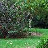 Thuja occidentalis 'Hoseri', habit