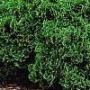 Thuja occidentalis 'Hoseri', habit