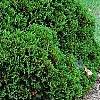 Thuja occidentalis 'Hoseri', habit