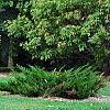 Thuja occidentalis 'Hoseri', habit