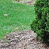 Thuja occidentalis 'Hoseri', habit