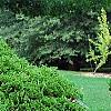 Thuja occidentalis 'Hoseri', habit