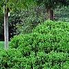 Thuja occidentalis 'Hoseri', habit