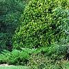 Thuja occidentalis 'Hoseri', habit