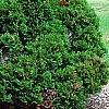 Thuja occidentalis 'Hoseri', habit