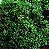 Thuja occidentalis 'Hoseri', habit