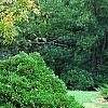 Thuja occidentalis 'Hoseri', habit