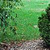 Thuja occidentalis 'Hoseri', habit