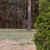Thuja occidentalis 'Lutea', habit